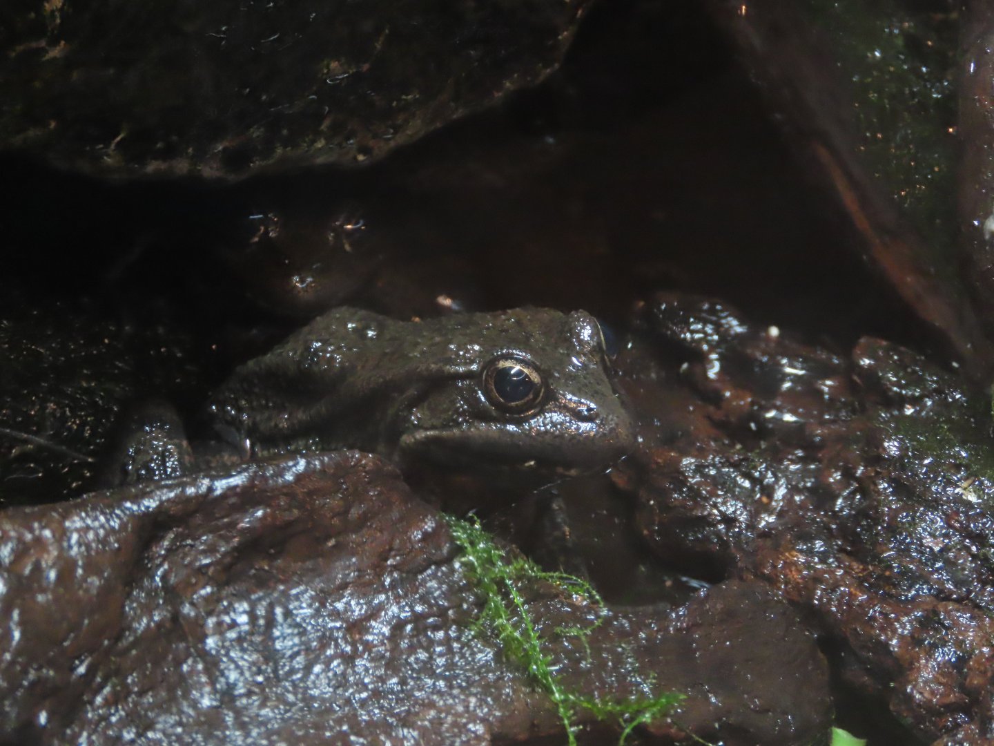 California Red-legged Frog (Rana draytonii)