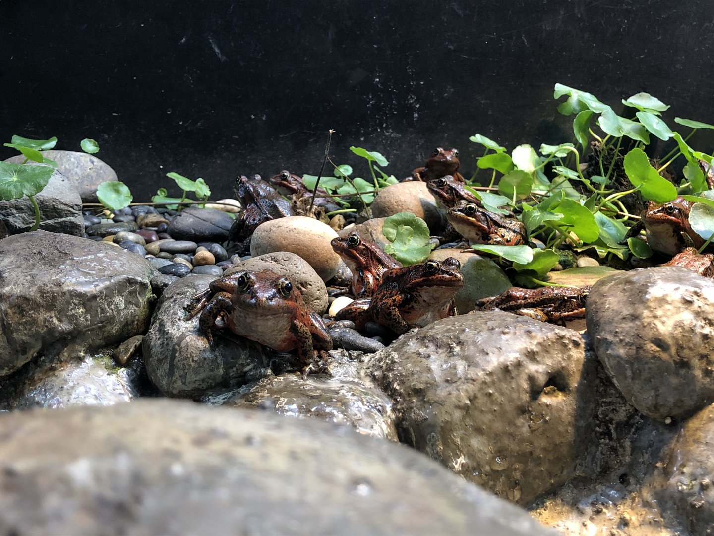 California red-legged frog