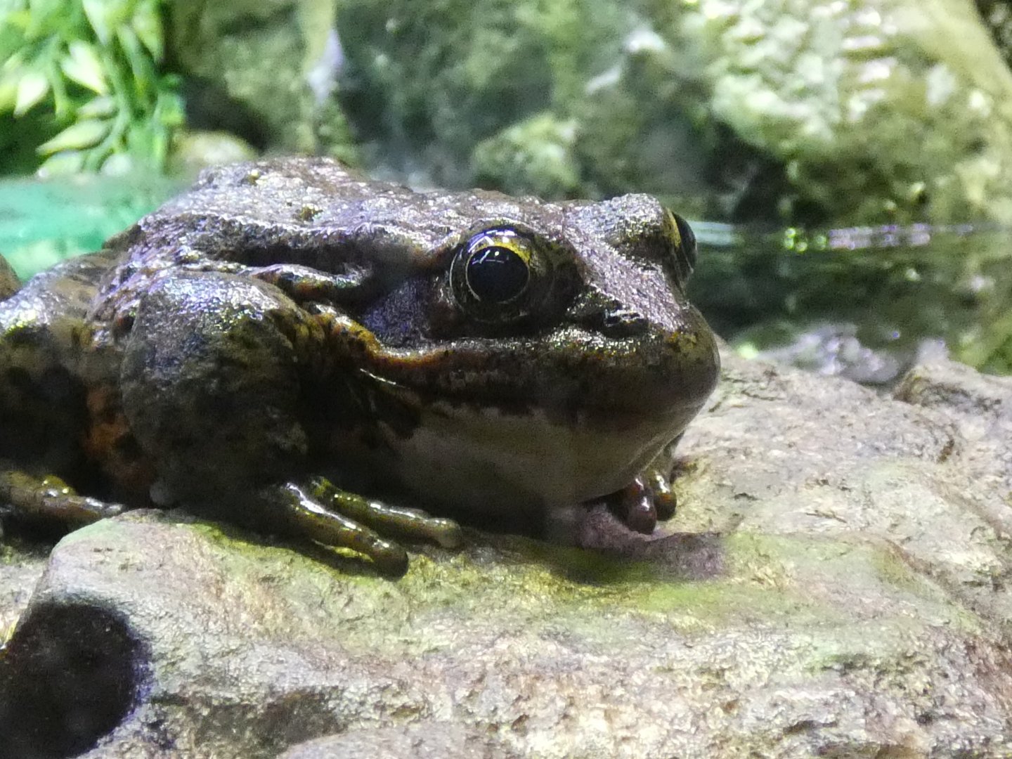 California red-legged frog