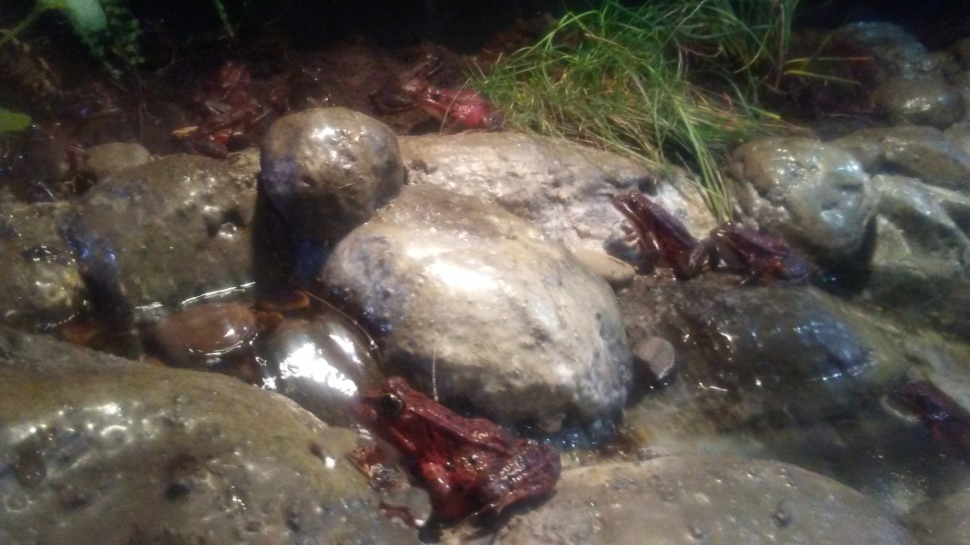 California red-legged frogs