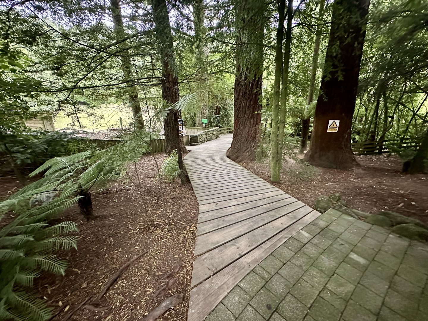 California Redwood Grove