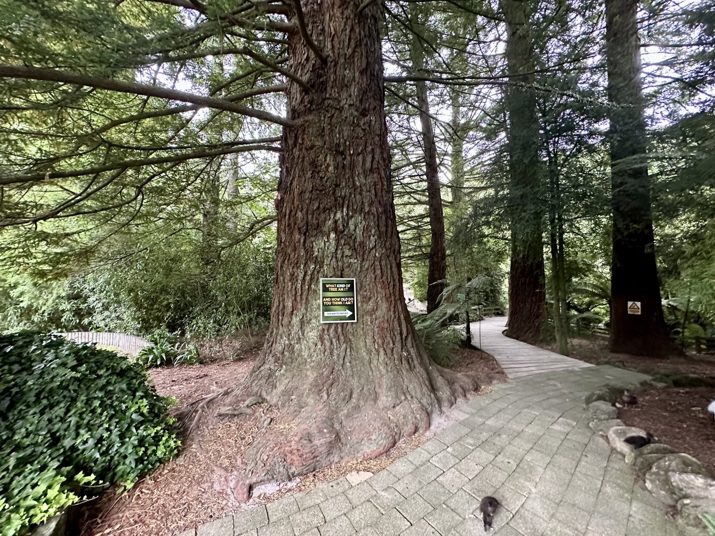 California redwood (Planted 1976)
