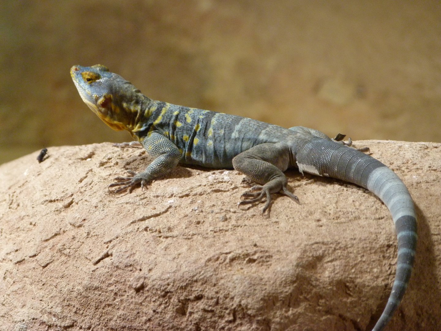 California rock lizard -Zoo Praha (2025)