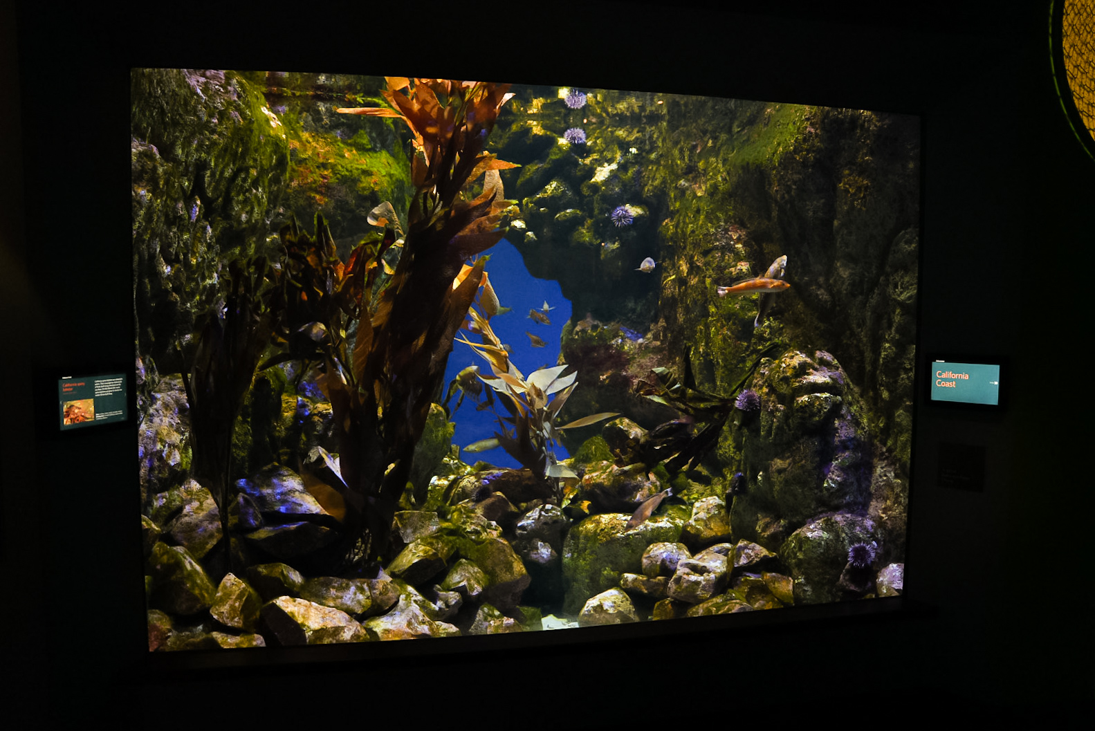 "California Rocky Reef" exhibit (California Coast)