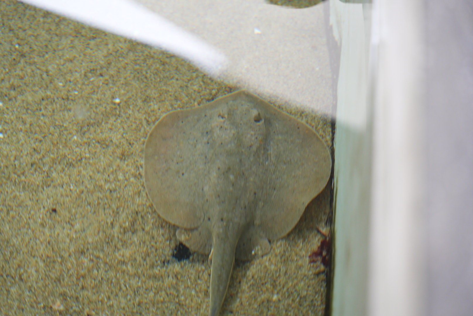 California Round Ray