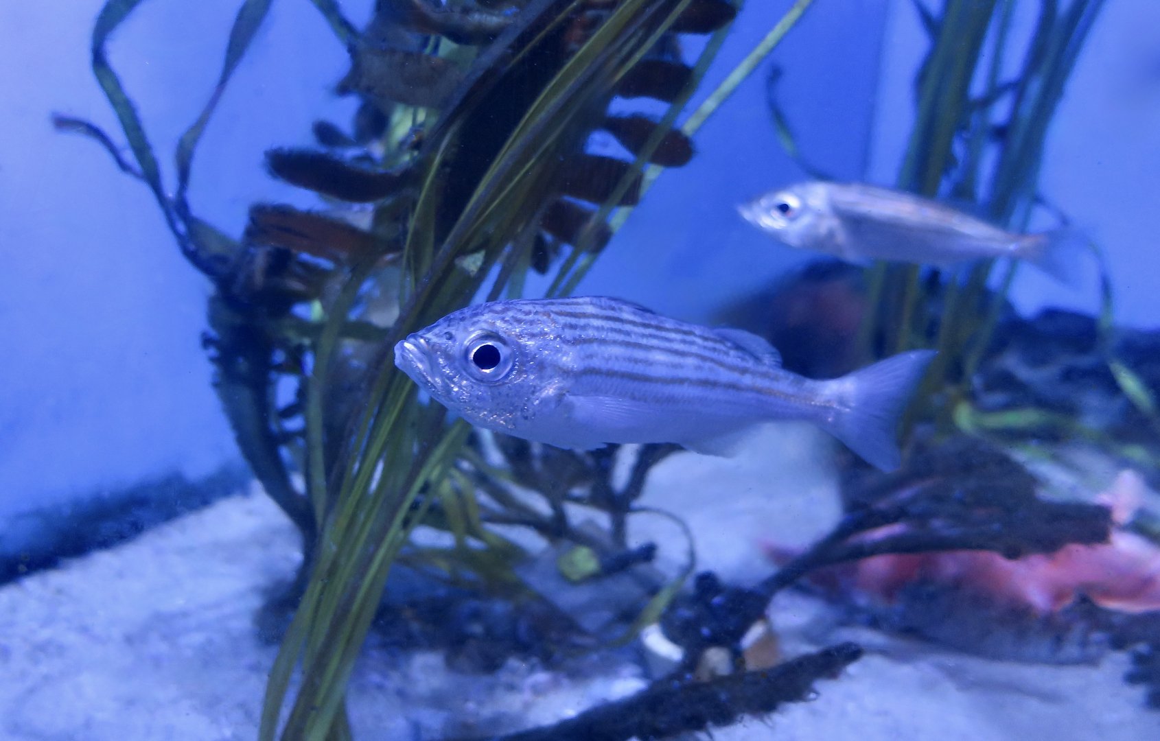 California Salema (Brachygenys californiensis)