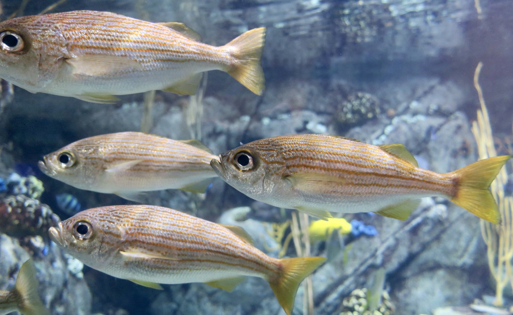 California Salema (Xenistius californiensis)