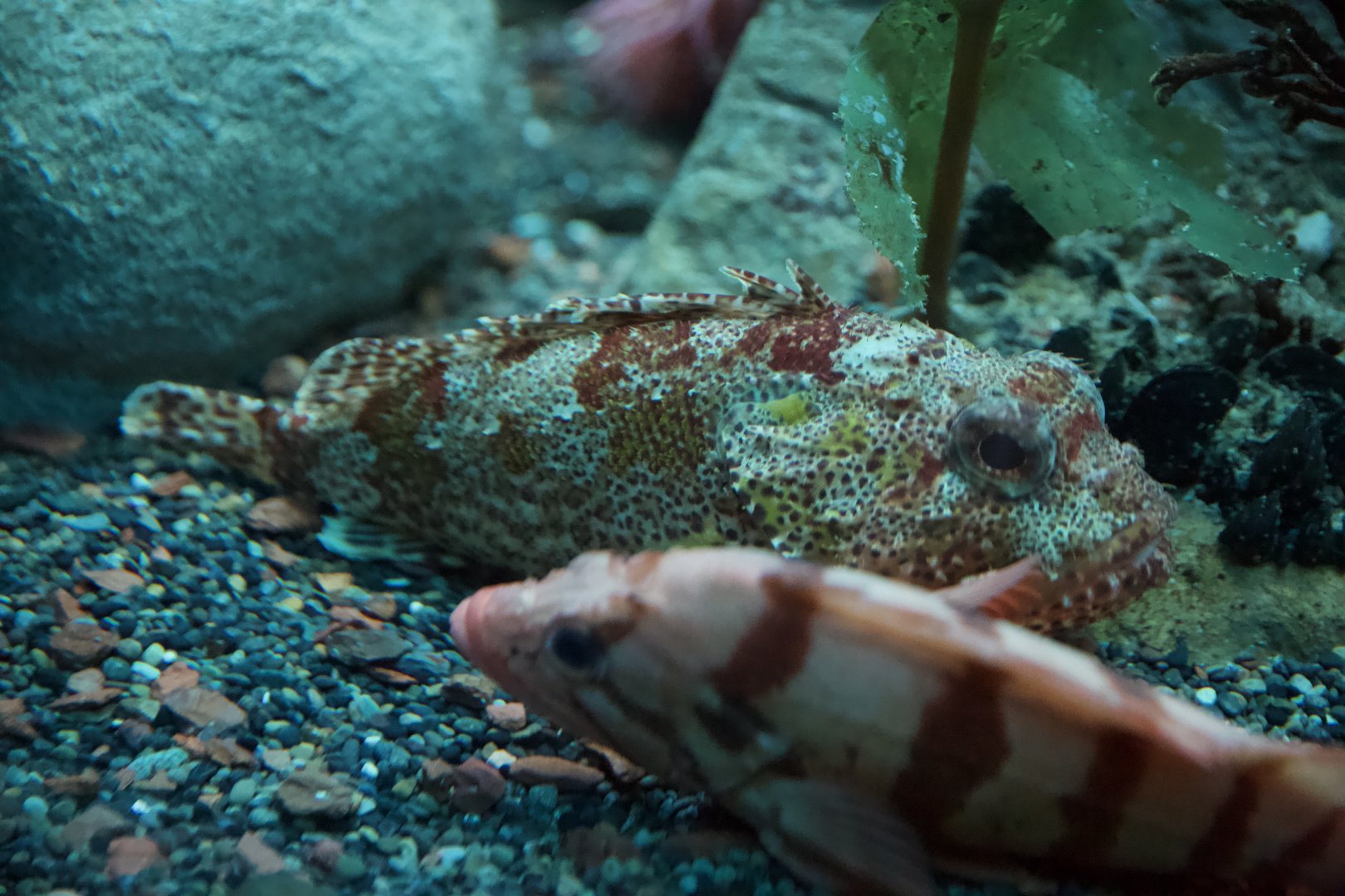 California Scorpionfish/ Scorpaena guttata and a Rockfish