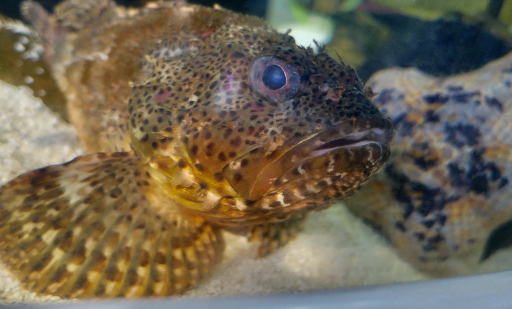 California Scorpionfish (Scorpaena guttata)