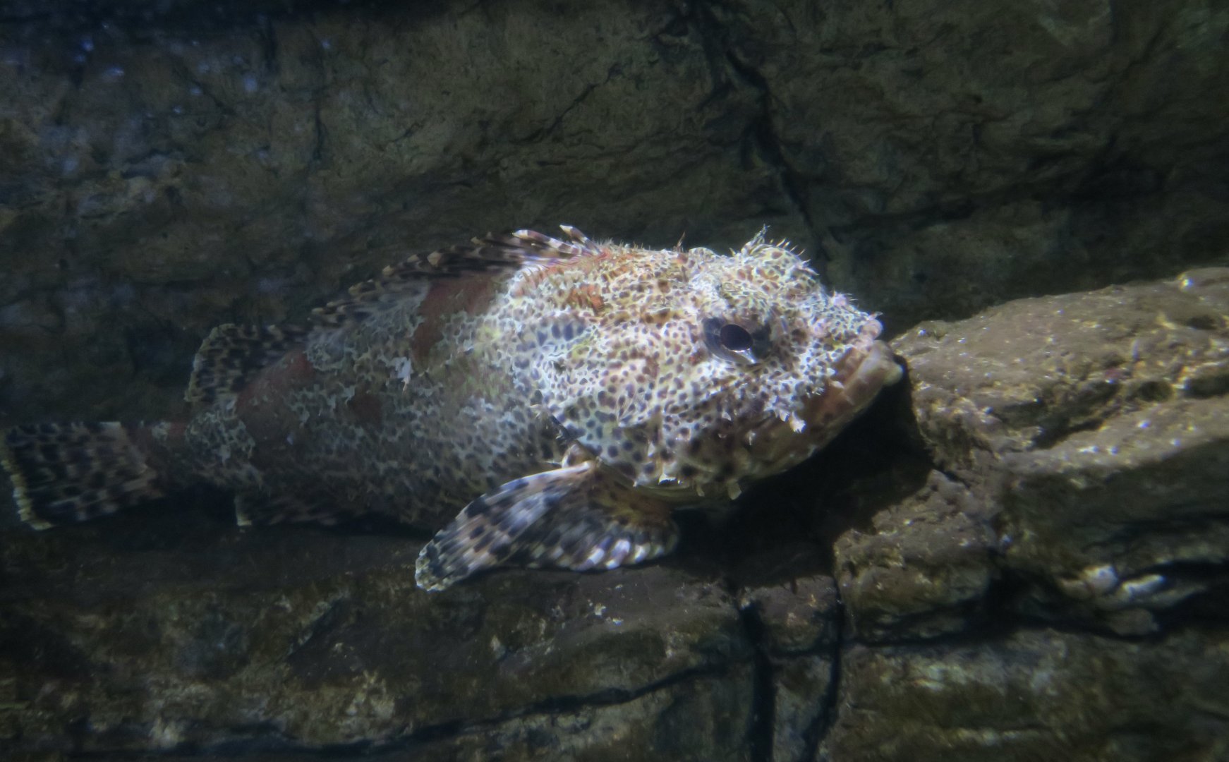 California Scorpionfish (Scorpaena guttata)