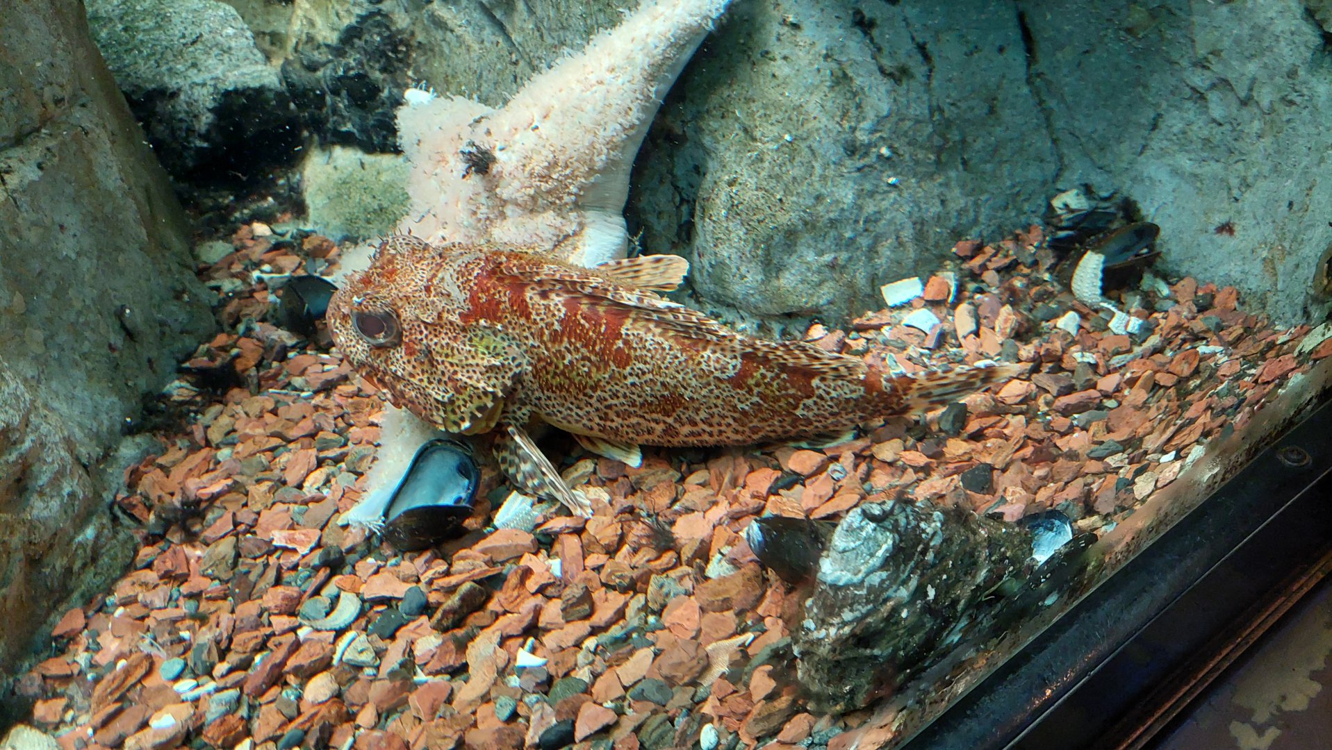 California Scorpionfish