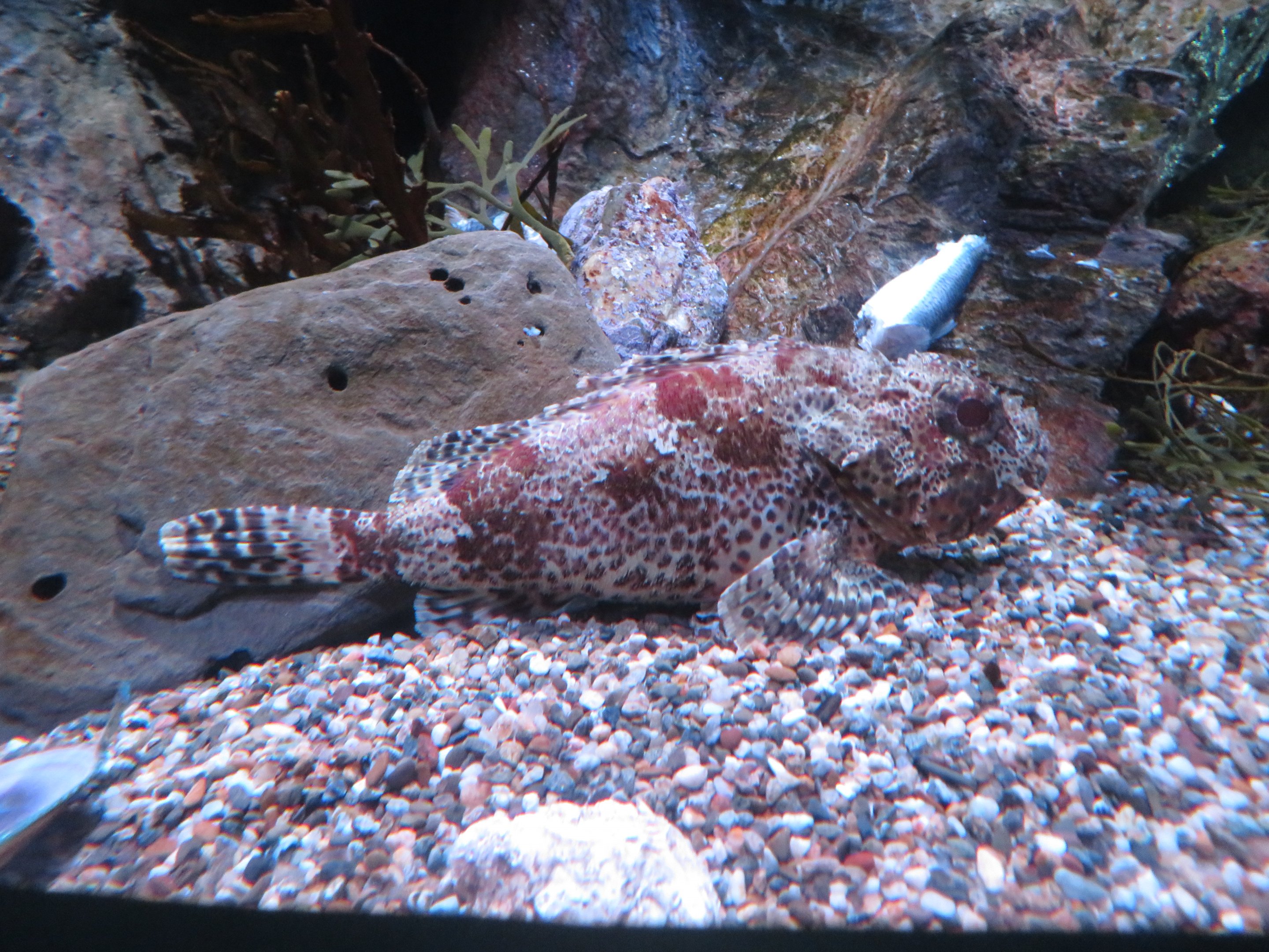 California Scorpionfish