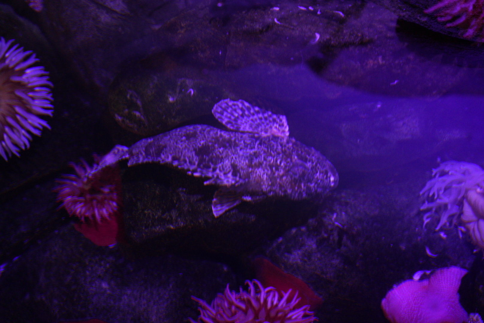 California Scorpionfish