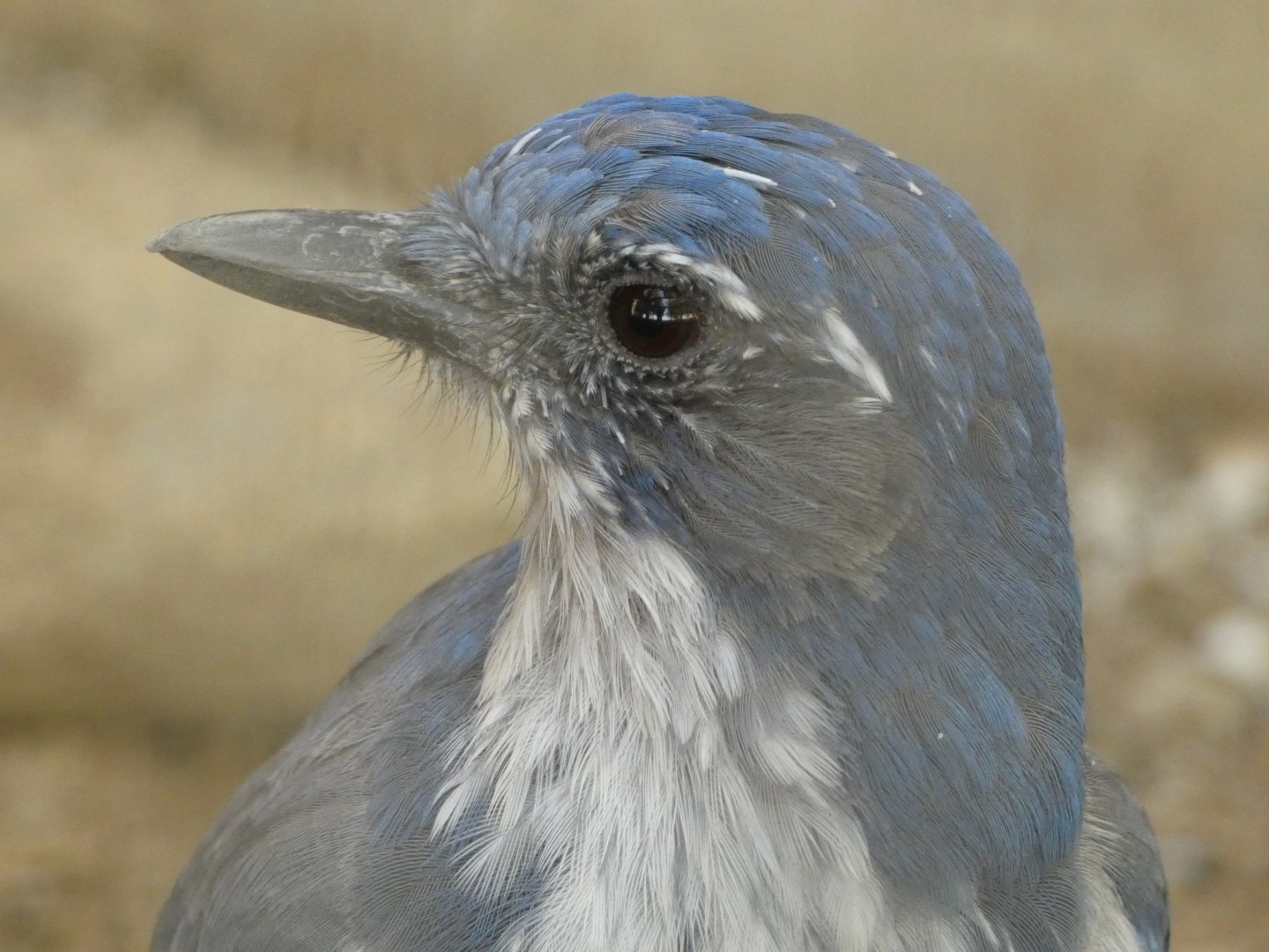 California scrub jay (Aphelocoma californica)
