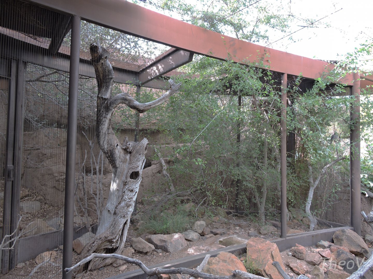 California scrub jay aviary[2015]