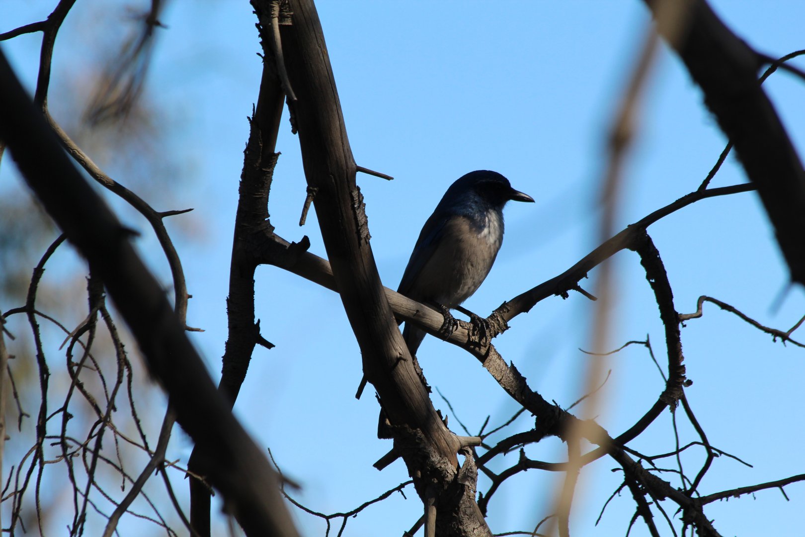 California Scrub-Jay