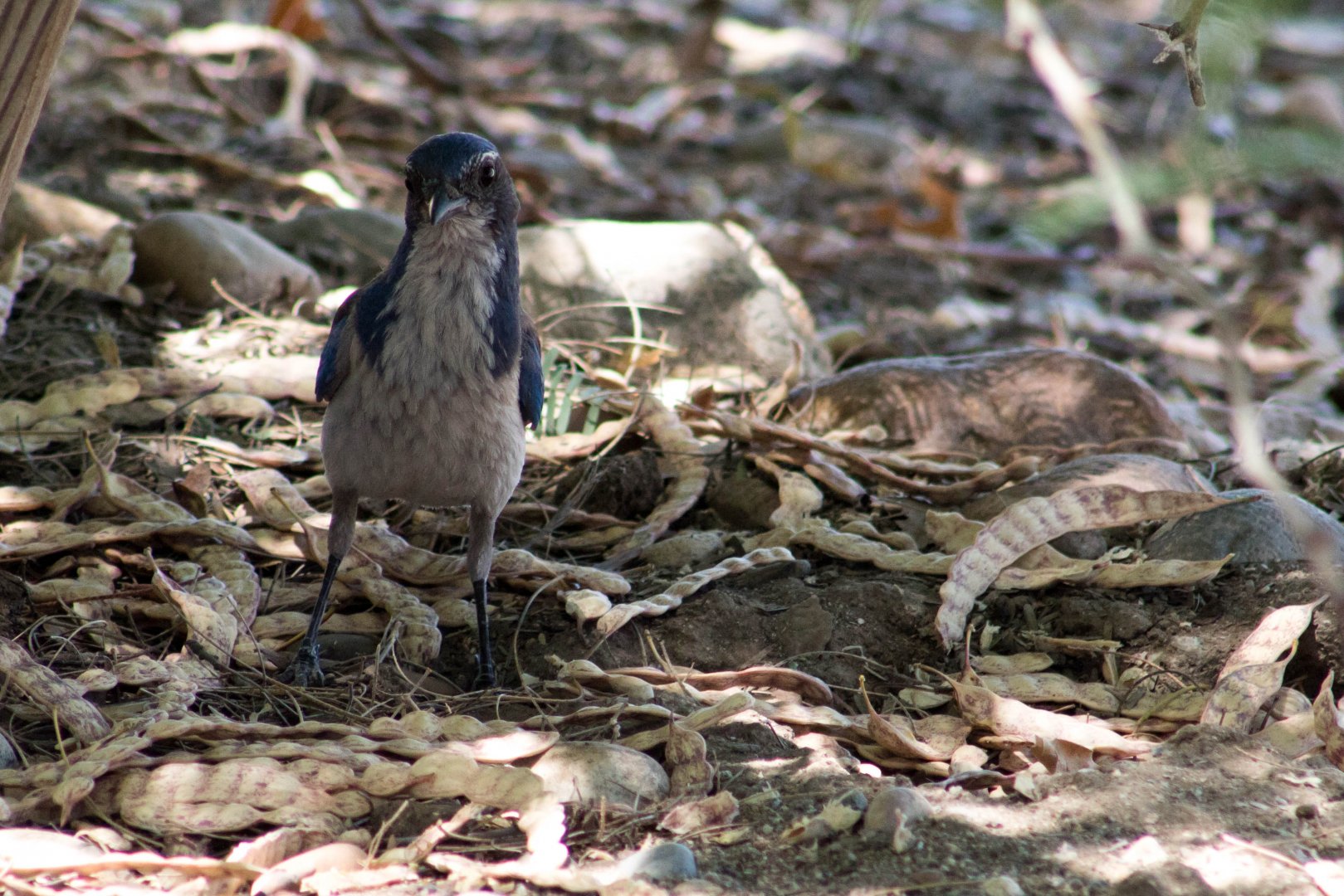 California scrub jay