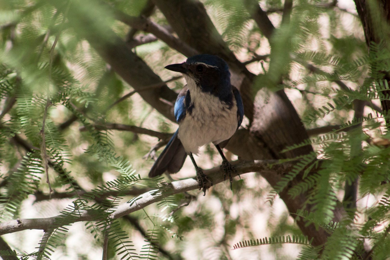 California scrub jay