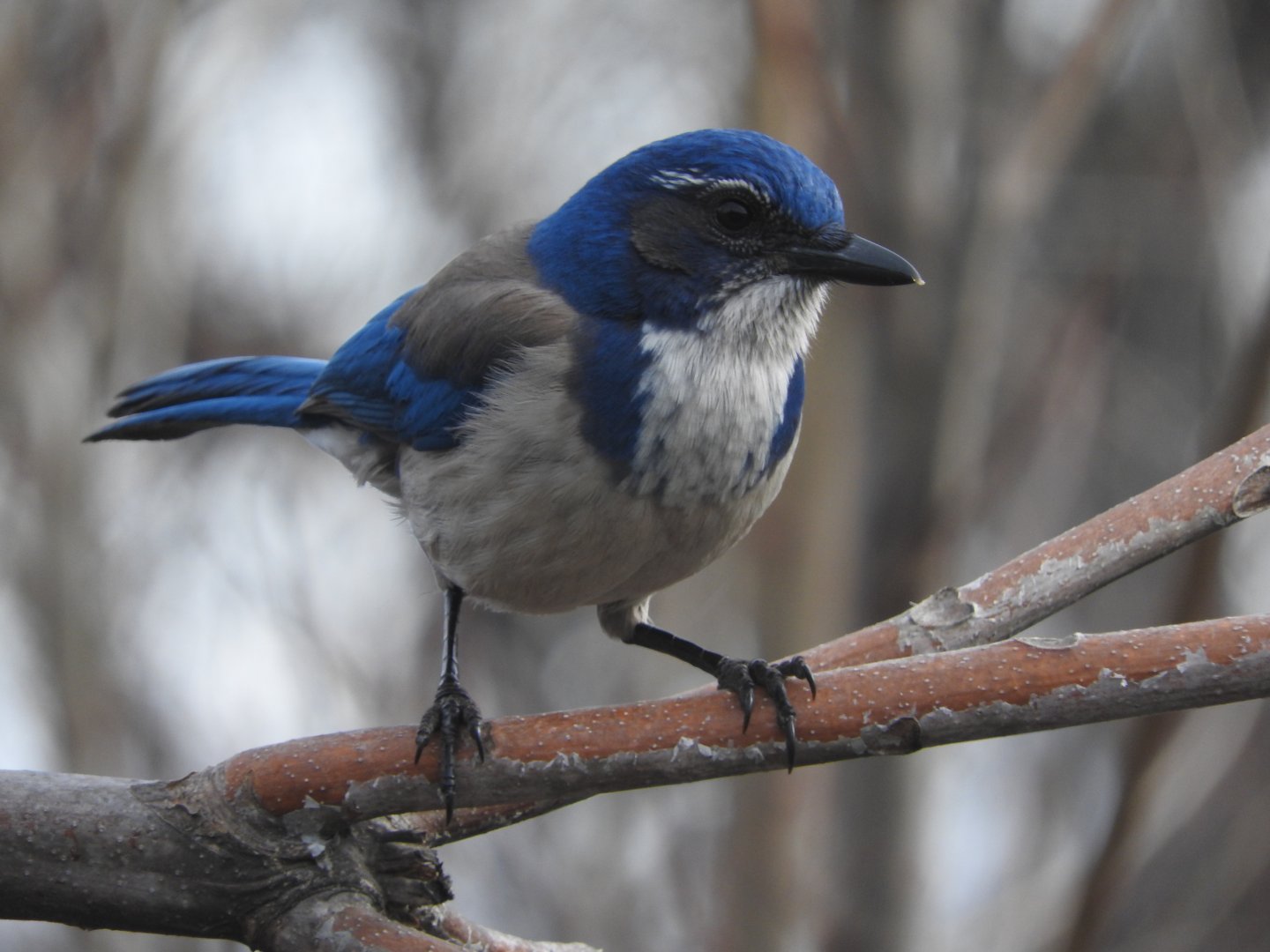 California Scrub-Jay