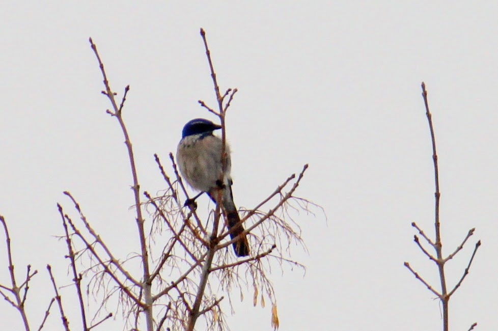 California Scrub Jay