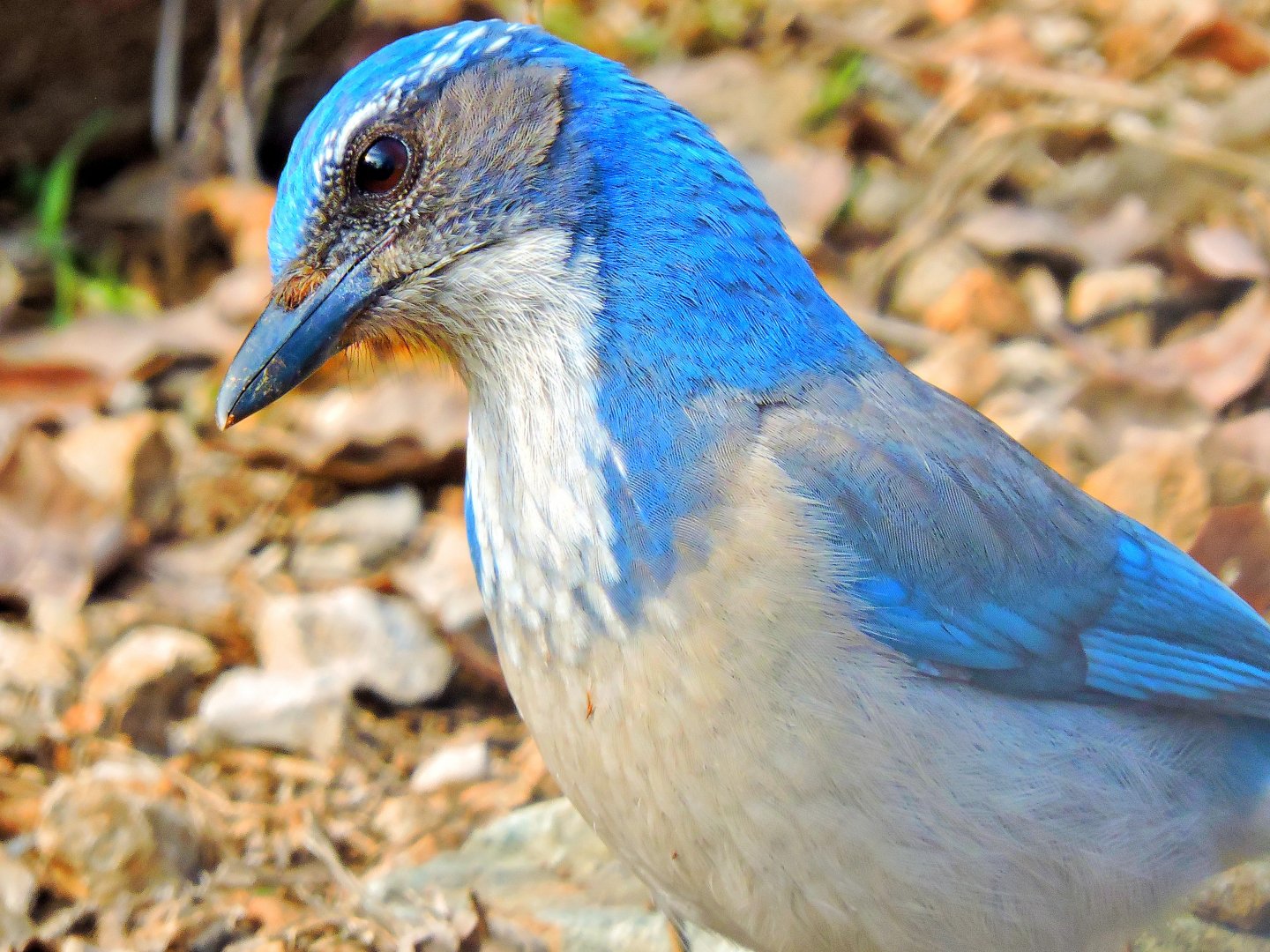California scrub Jay