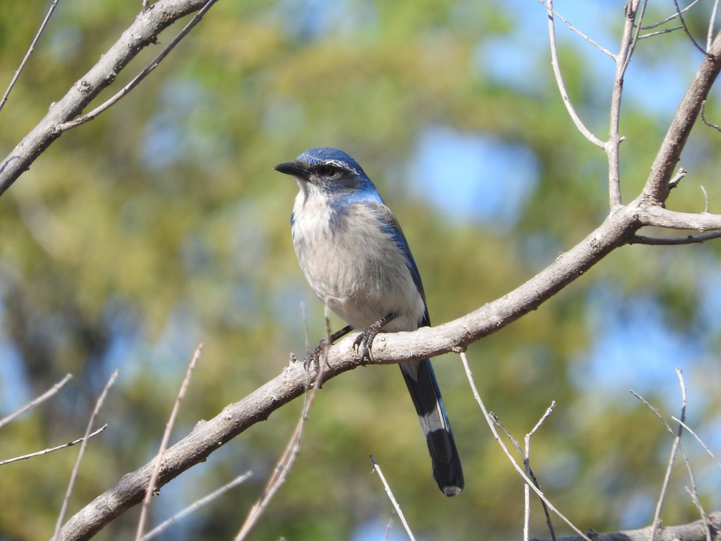 California Scrub-Jay