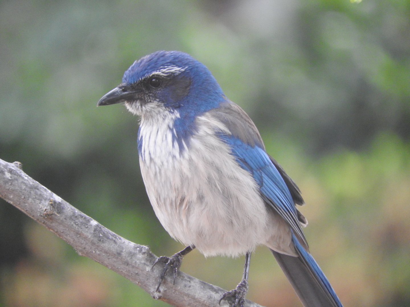 California Scrub-Jay