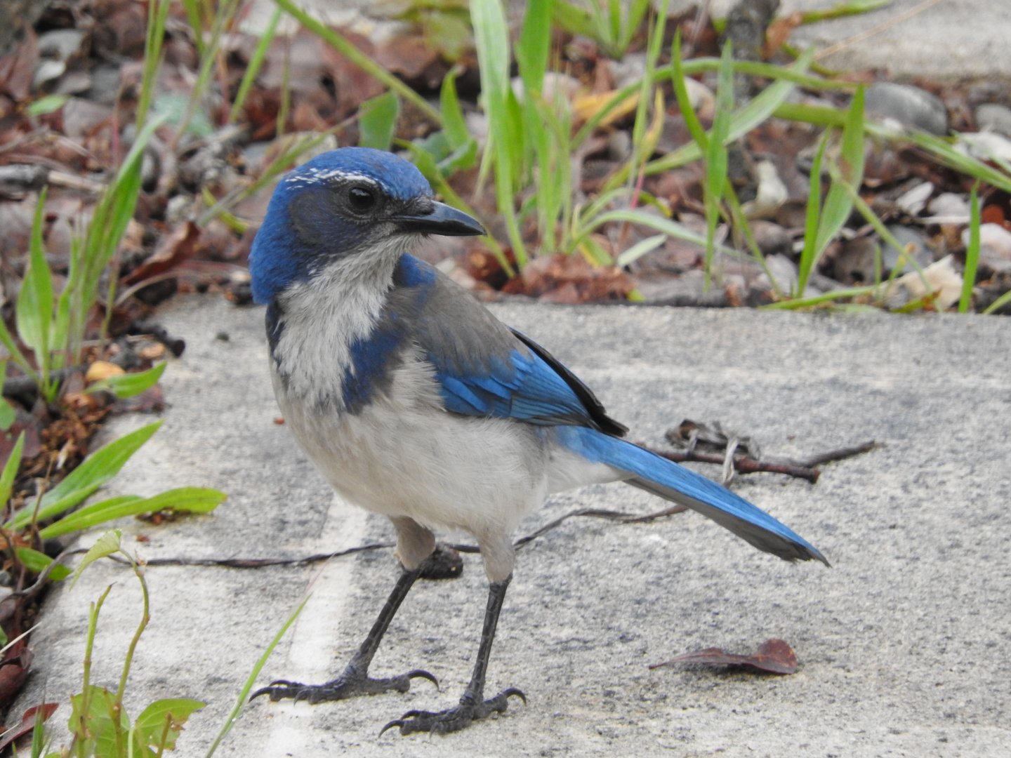 California Scrub-Jay