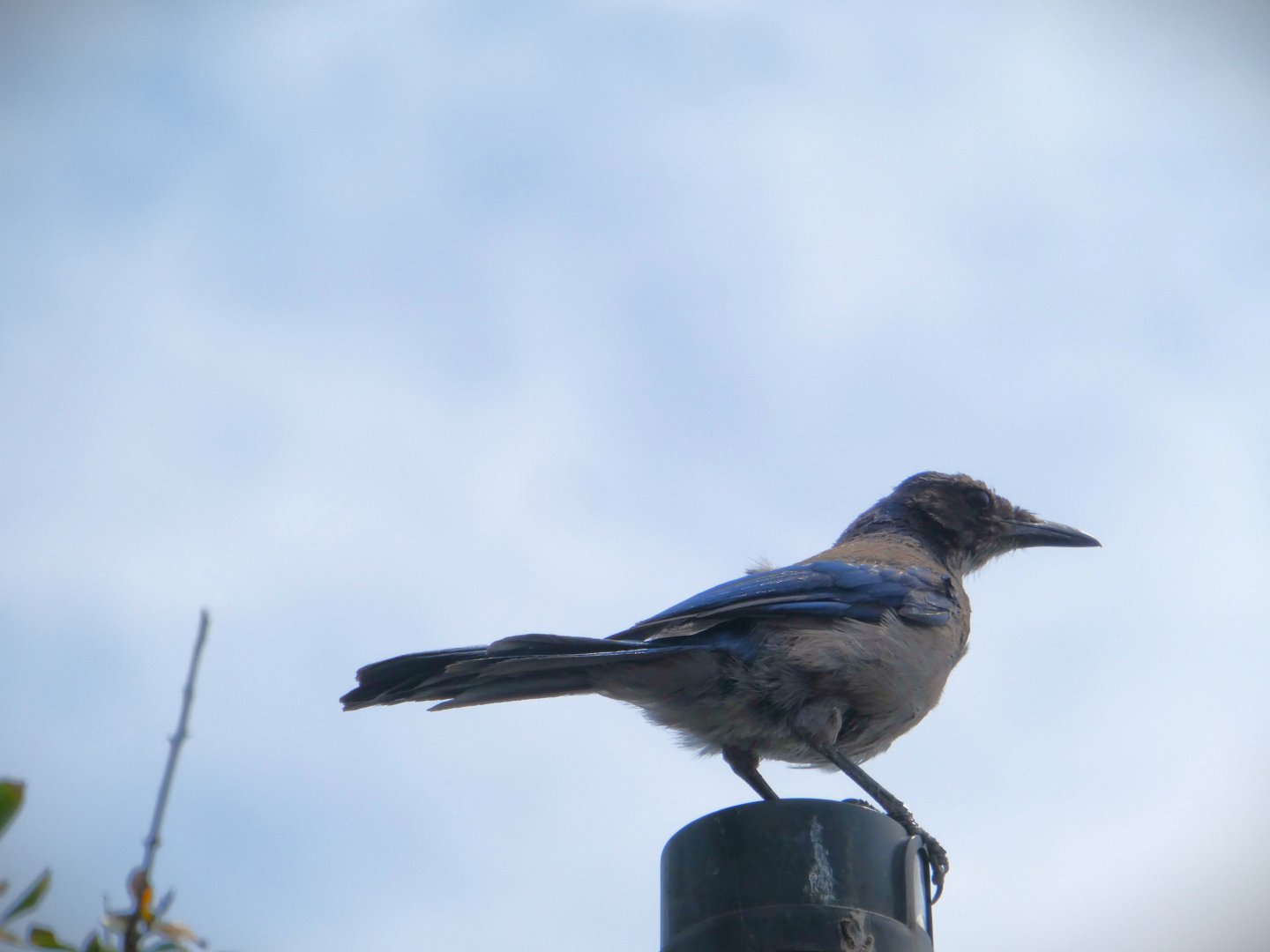 California Scrub-Jay