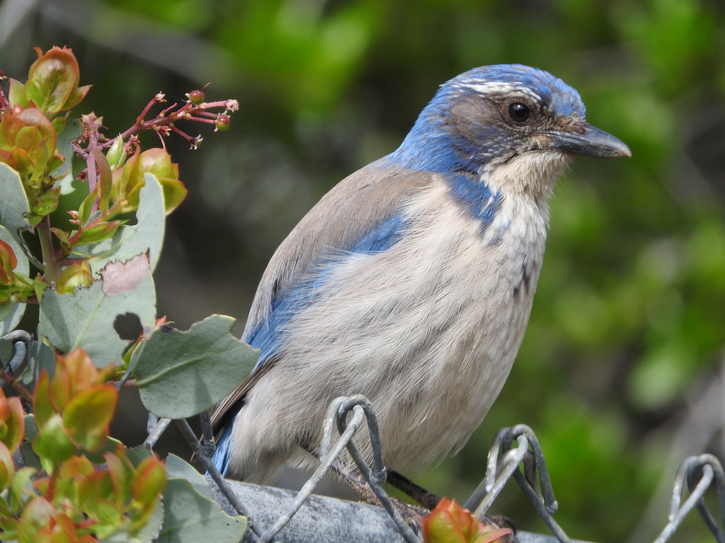 California Scrub-Jay