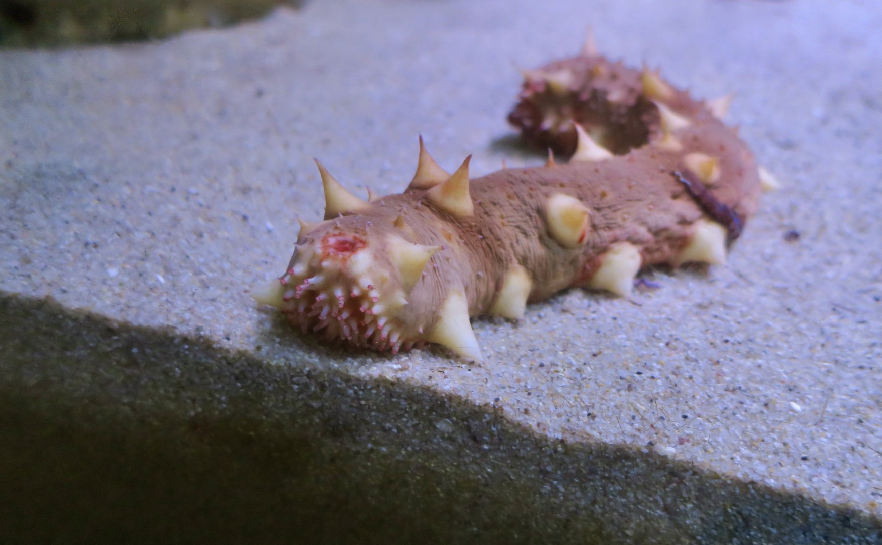 California Sea Cucumber (Apostichopus californicus)
