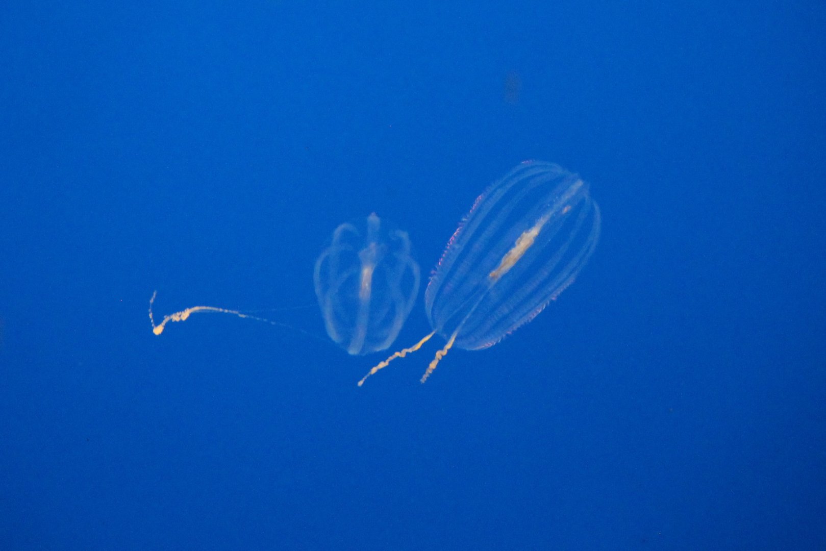 California sea gooseberries