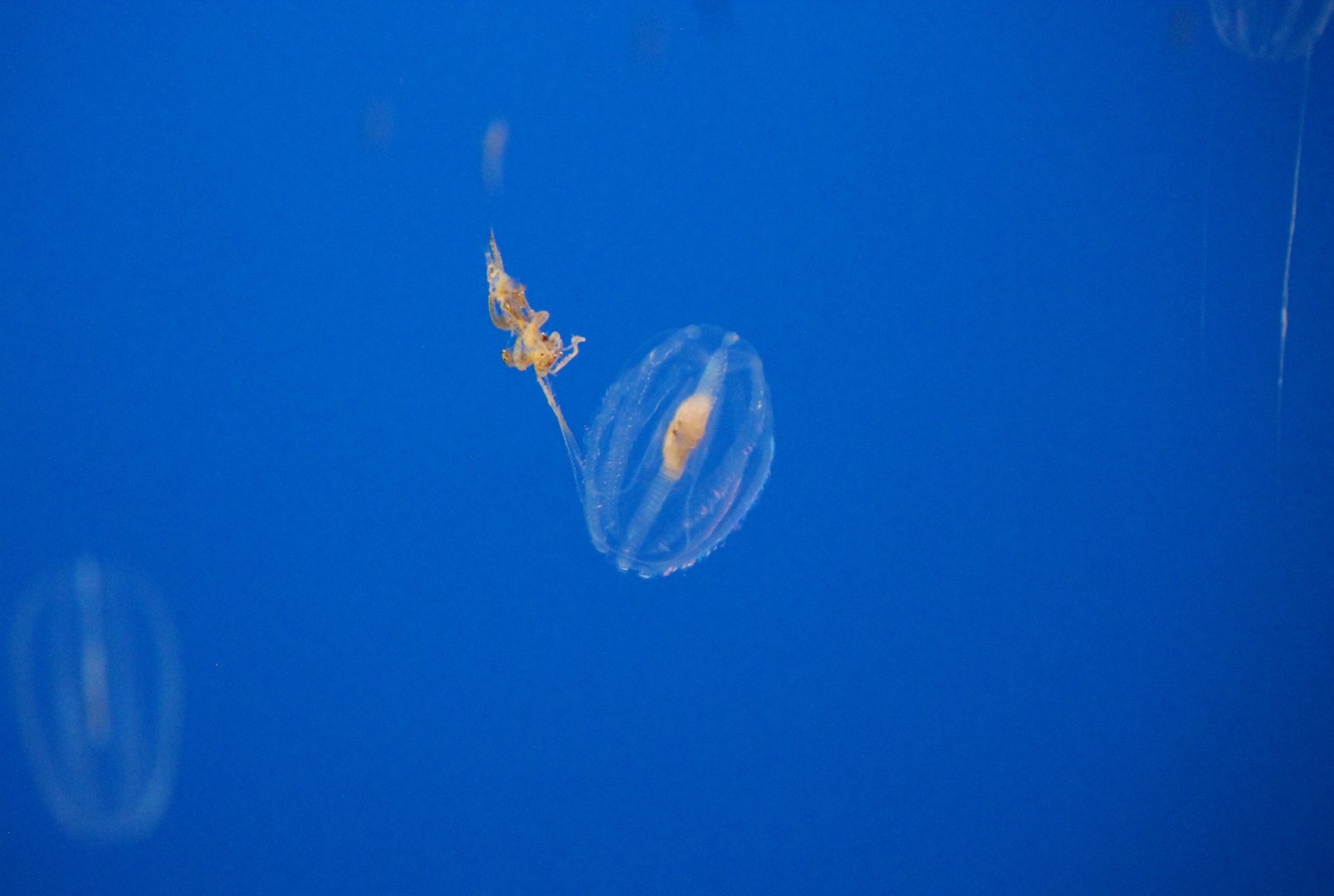 California sea gooseberry (Hormiphora californensis)