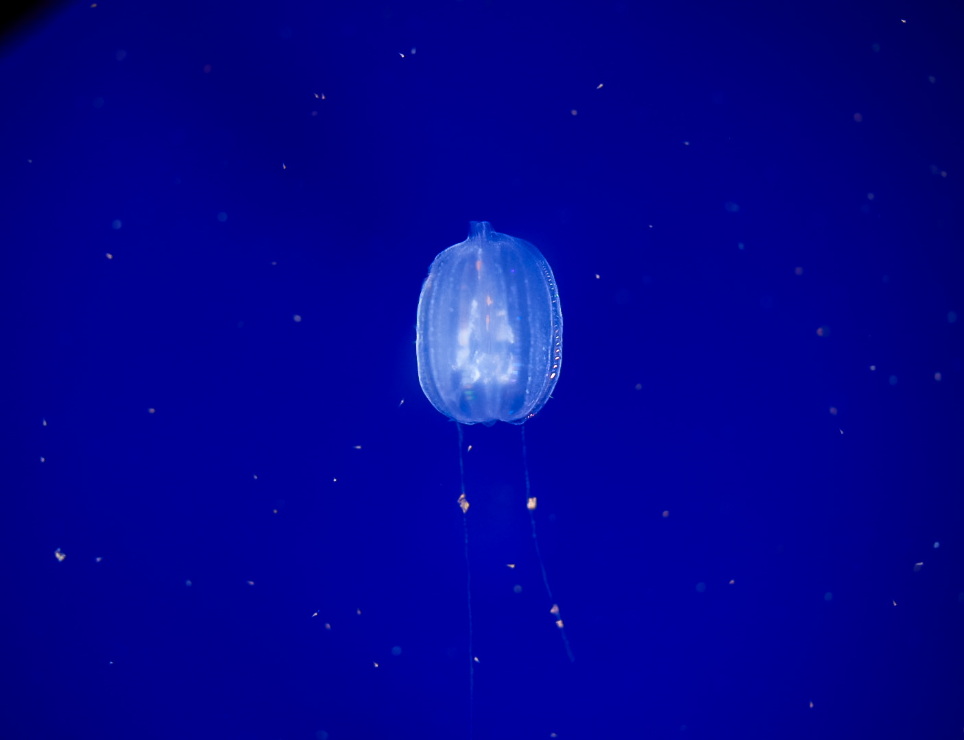 California Sea Gooseberry