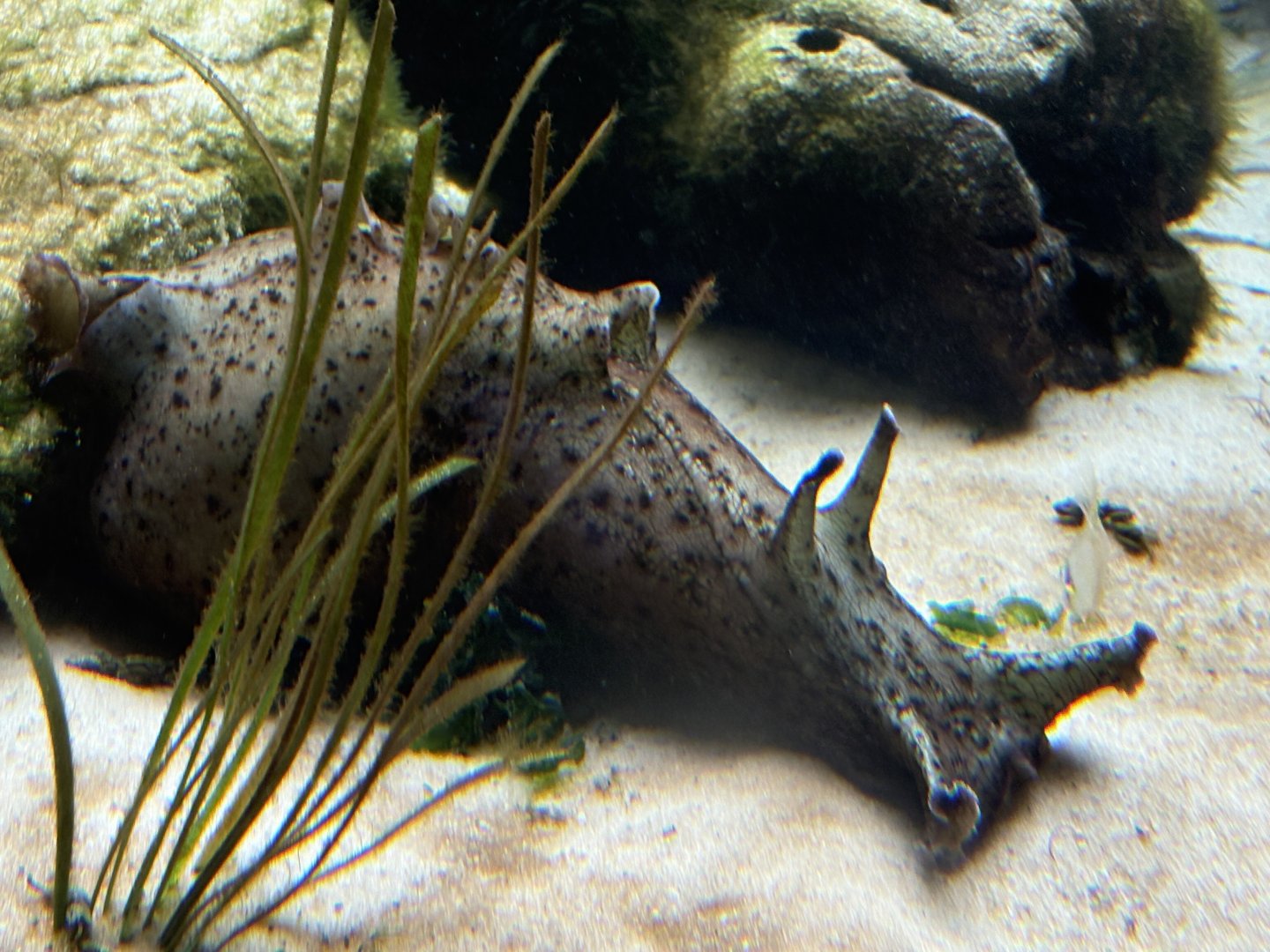 California Sea Hare (Aplysia californica)