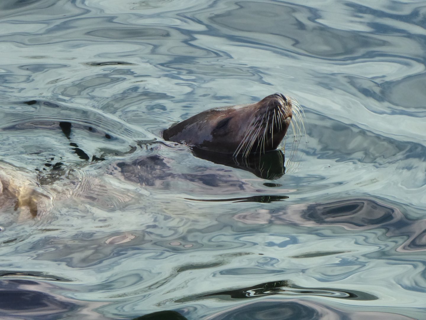 California sea-lion 011218
