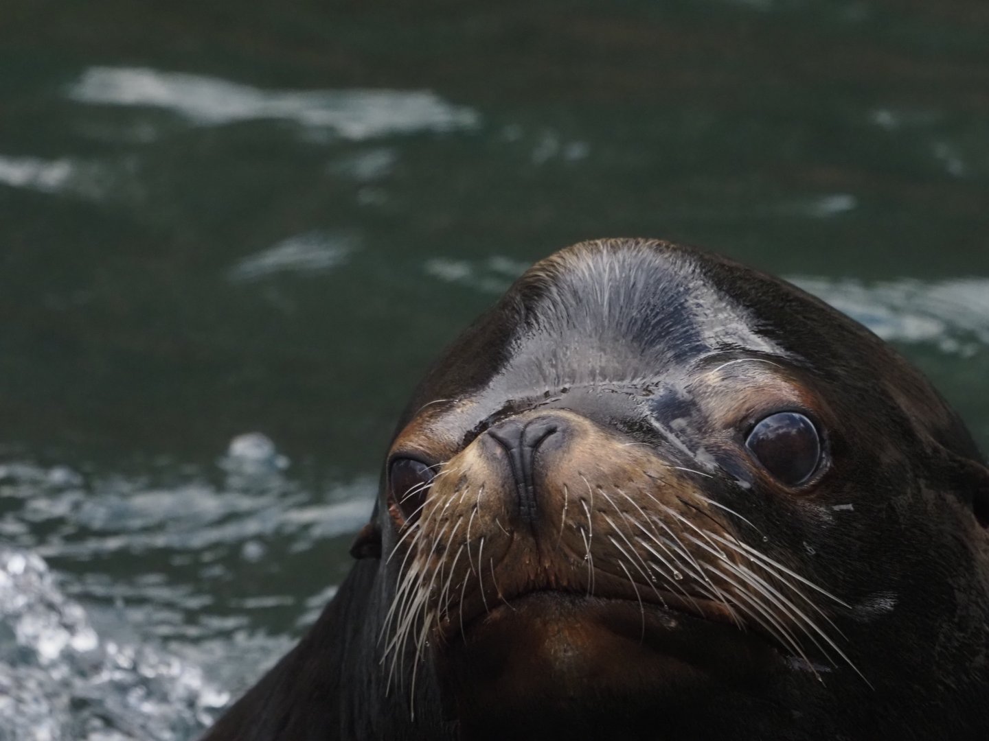 California Sea Lion 1