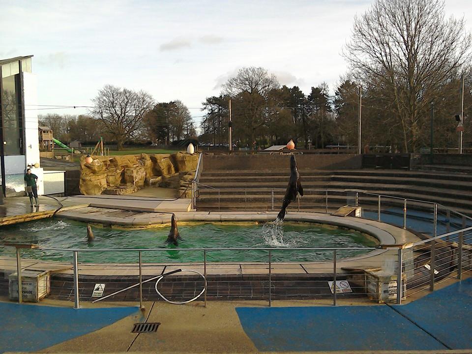 California Sea Lion - 10/01/15