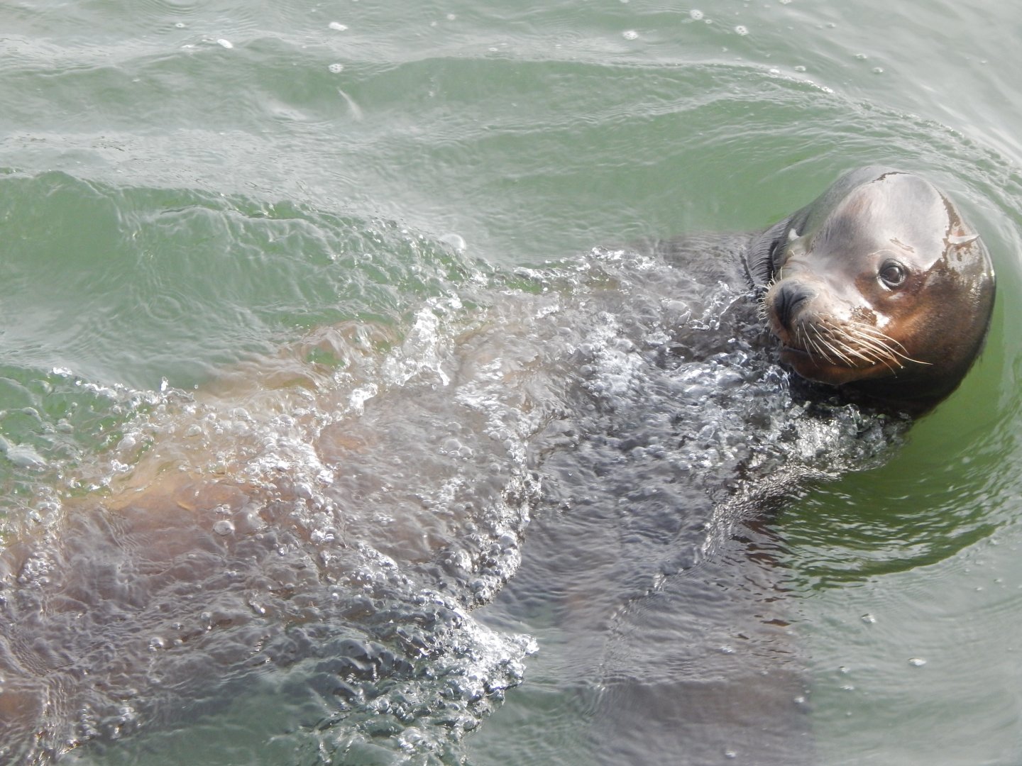 California sea-lion 110921