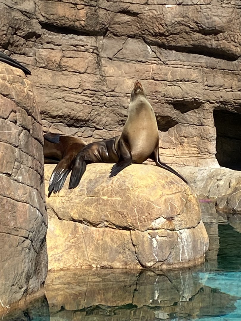 California Sea Lion - 2/12/2023