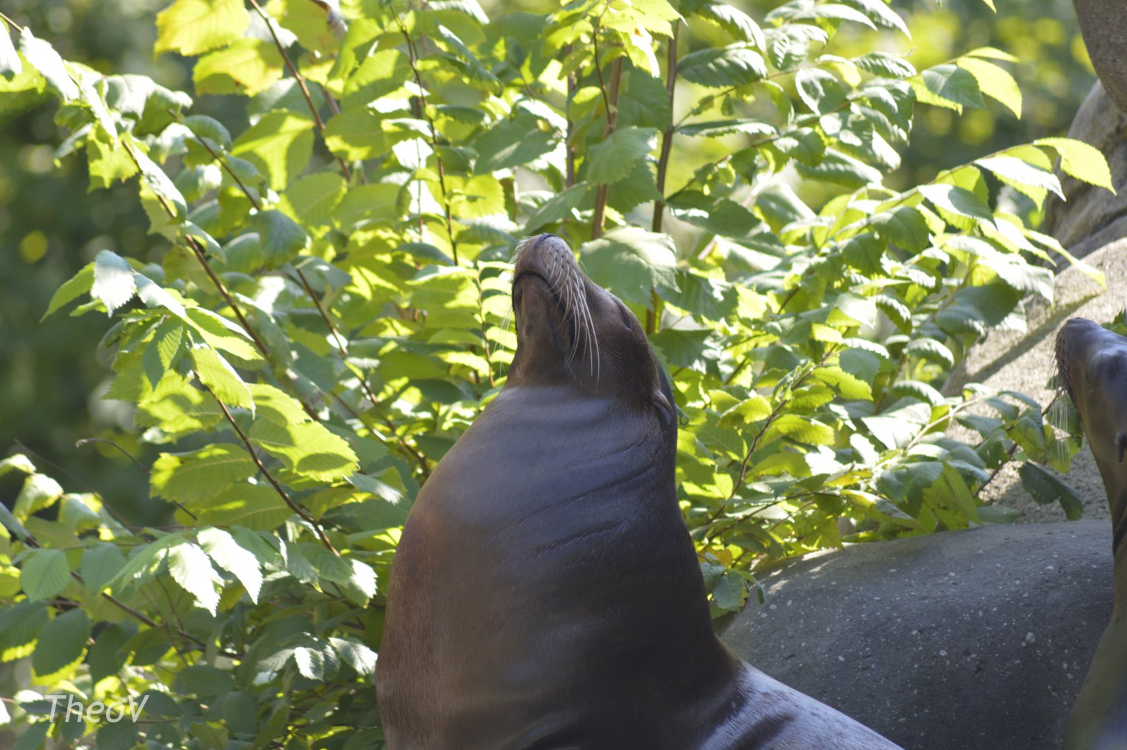 California sea lion [2017]