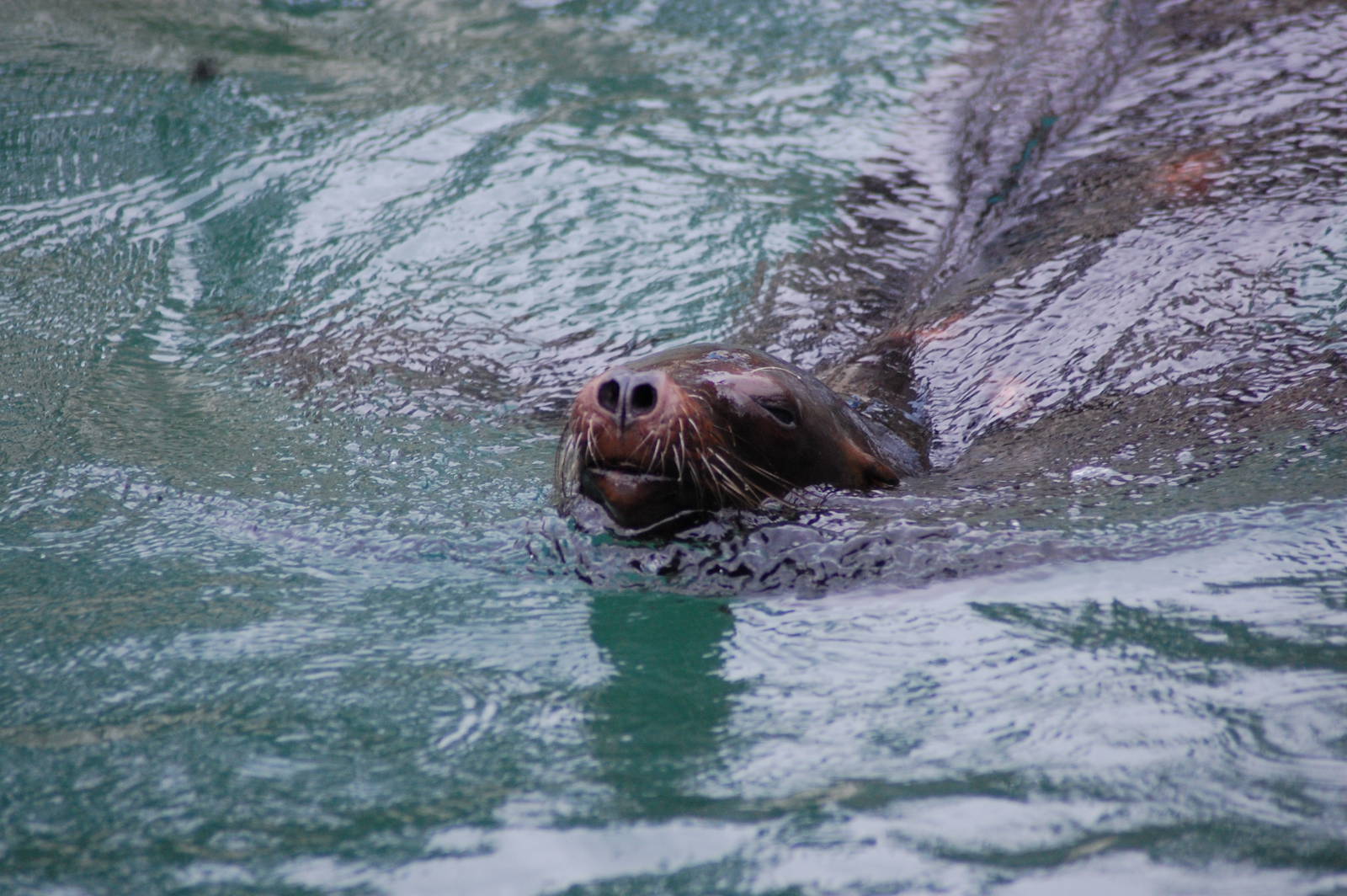 California Sea Lion 27-02-2011