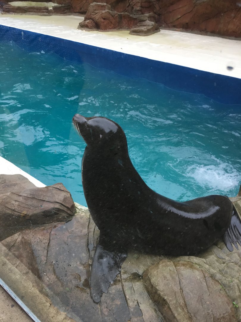 California sea-lion 300617