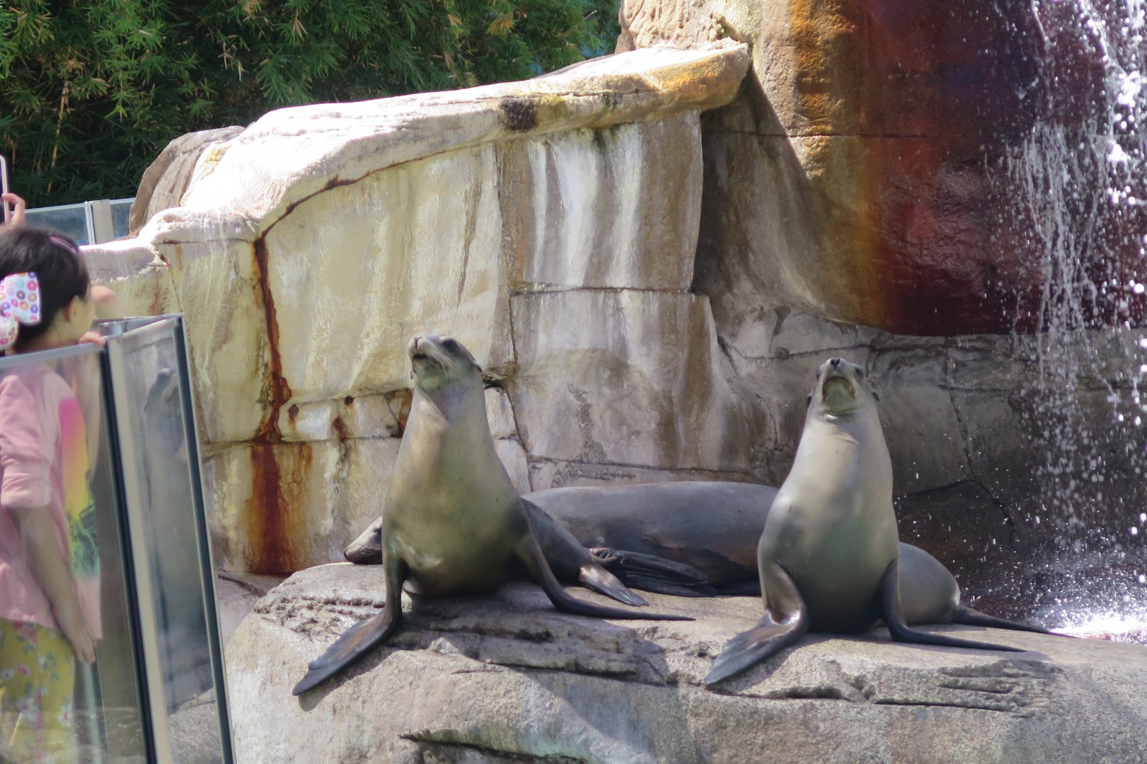 California Sea Lion(8/26/24)