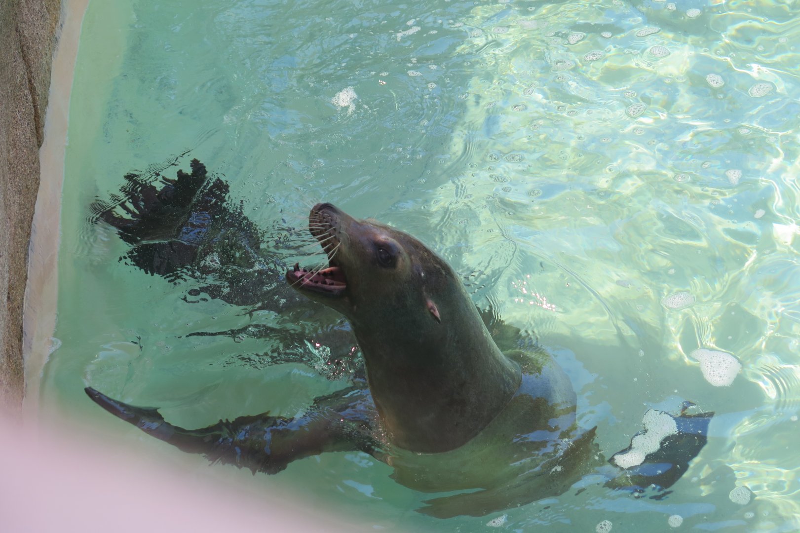 California Sea Lion(8/26/24)