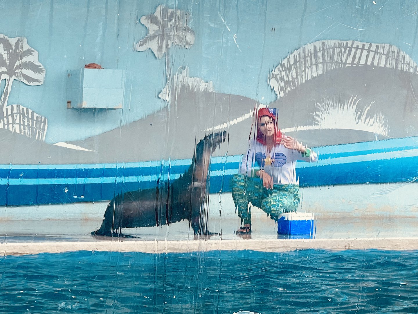 California Sea Lion and Ariel.