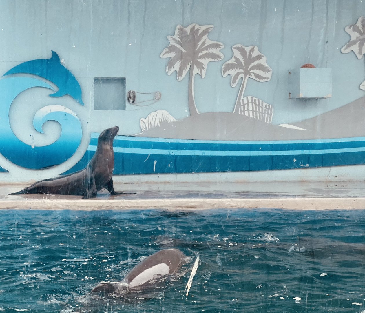 California Sea Lion and Bottlenose Dolphin