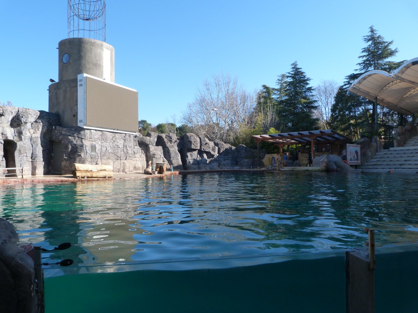 California sea lion and Cape fur seal exhibit -Faunia (2025)