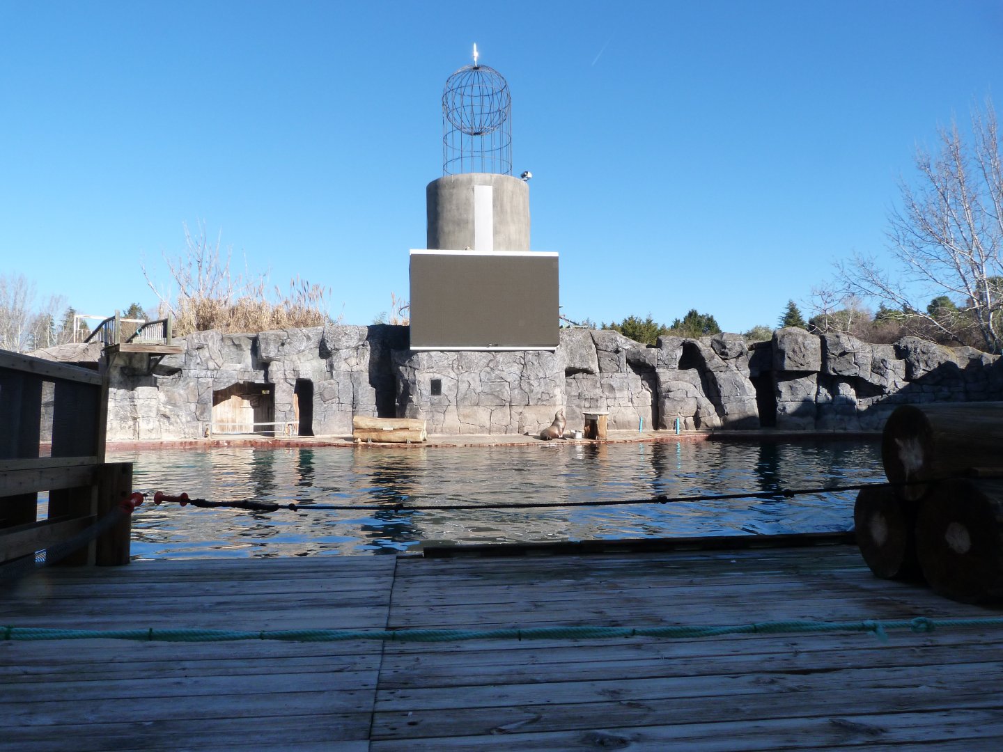 California sea lion and Cape fur seal exhibit -Faunia (2025)