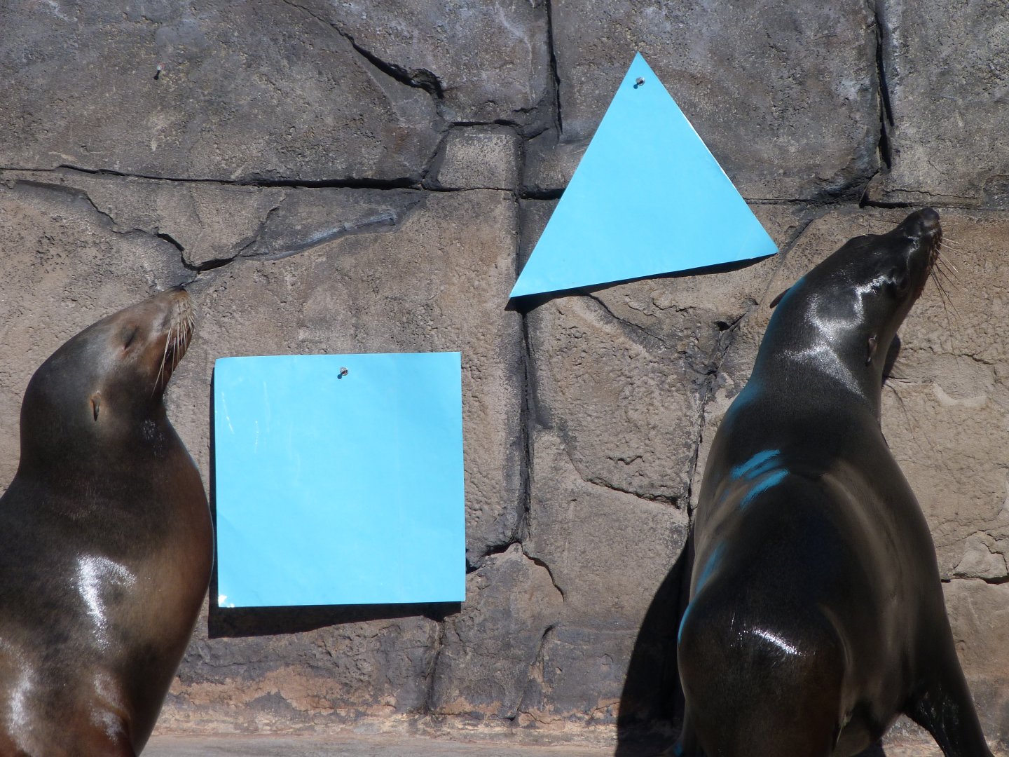 California sea lion and Cape fur seal -Faunia (2025)